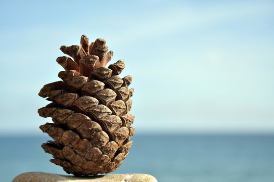 pi&ntilde;a