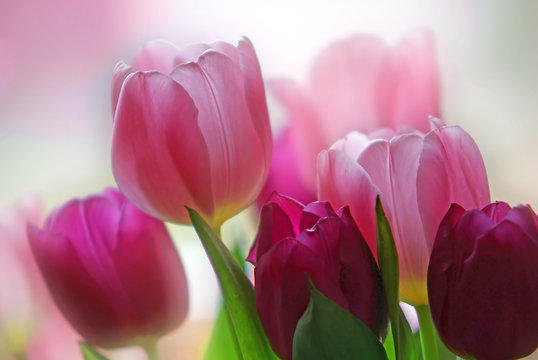 Tulpe I