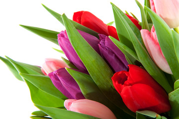 Colorful tulips