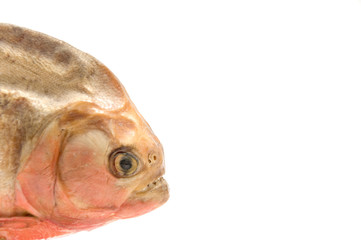 Piranha