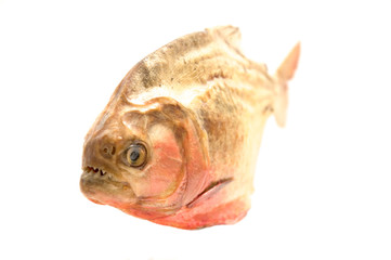 Piranha