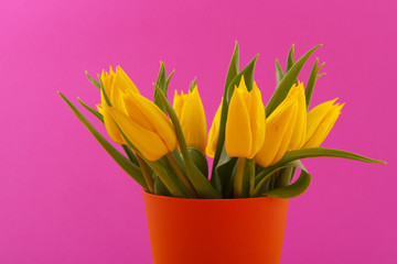 Obraz premium Yellow tulips on pink