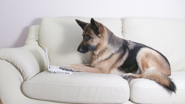 Smart German Shepherd working with netbook on the couch