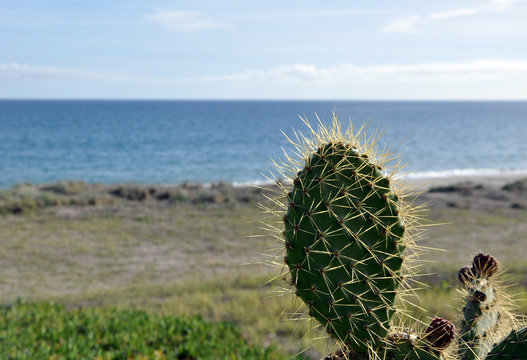 cactus espinoso