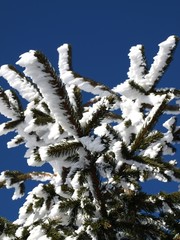 schneebedeckte tannenzweige