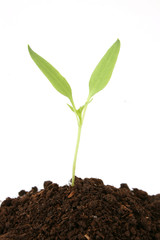 plant