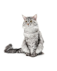 maine coon cat