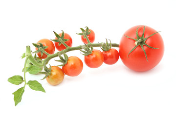 tomatoes