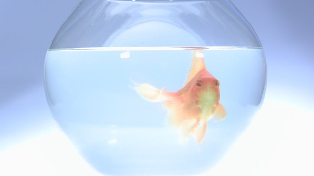 Gold fish swimming in the bowl