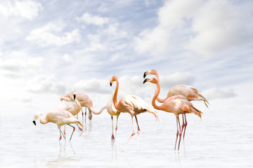 Flamingo wd382