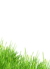 Fototapeta premium Grass