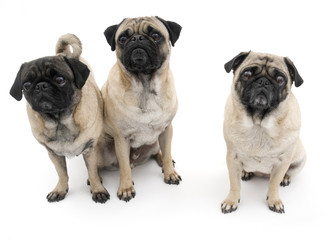 Obraz premium Three Pugs Isolated