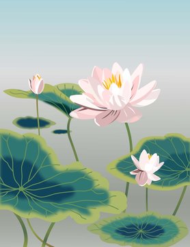 Water lily
