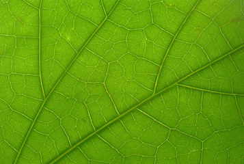 Naklejka na ściany i meble Macro shot of a green leaf lighted from behind