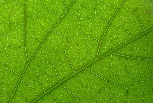 Macro shot of a green leaf lighted from behind