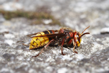 giant hornet