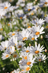 White Argyranthemum flower field