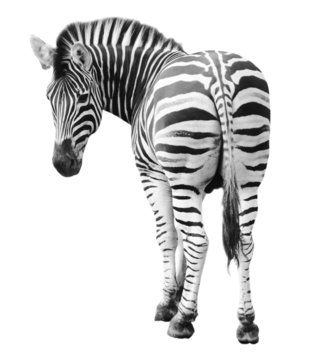 Fototapeta Zoo single  burchell zebra isolated on white background
