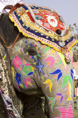 Obraz premium Colorful hand painted elephant , Holi festival , Jaipur, Rajasthan, India 
