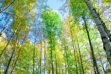 Fototapeta premium park trees