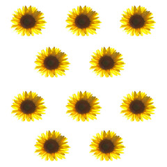 Sunflowers texture