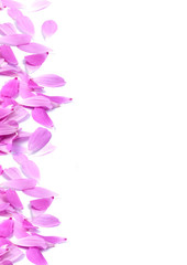 Fototapeta premium Flowers