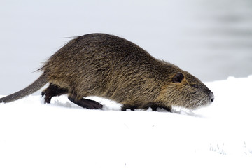 Ragondin dans la neige 3