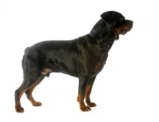rottweiler de profil (standard) en studio sur fond blanc © CallallooAlexis