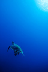 Fototapeta premium tortue de mer