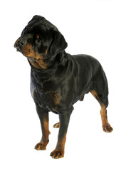 rottweiler debout de face tournant la tête,étonné