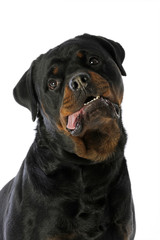 portrait d'un rottweiler au regard tendre