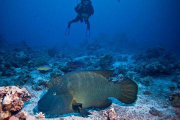 poisson napol&eacute;on 4