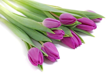 Tulpen