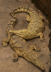 Resting Crocs