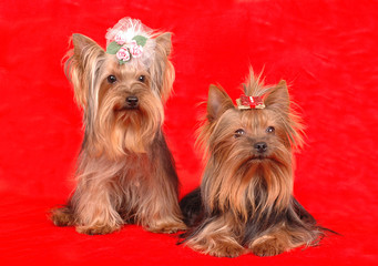 Two yorkshire terriers on red textile background