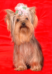 Yorkshire terrier sits on red background