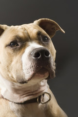 staffordshire terrier