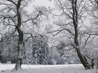Winterlandschaft