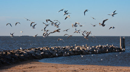 Flock of seagulls, flying above the beach of Urk, the Netherland
