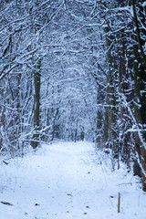 Fototapeta premium Winterwald