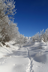 Path in the snow