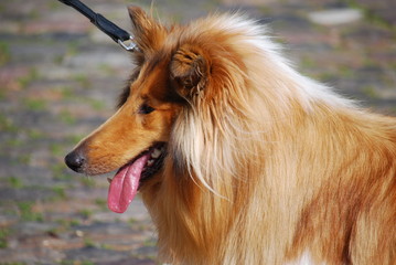 Collie