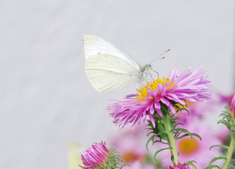 White butterfy and pink asters