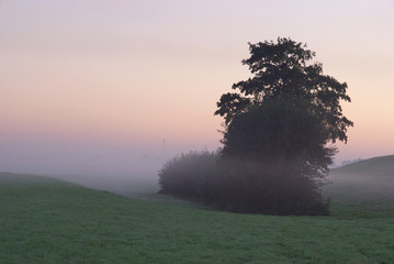 Frühnebel