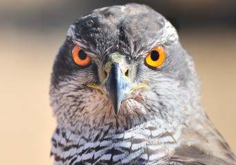 Halcon