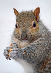 &Eacute;cureuil gris