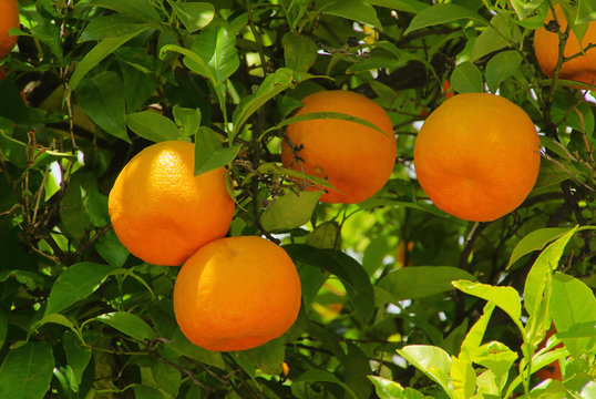 Orange am Baum - orange fruit on tree 07