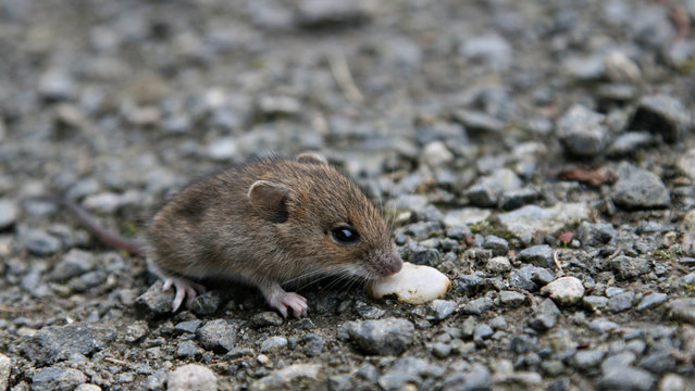 Maus