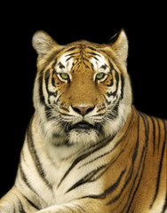 Tiger In the Dark
