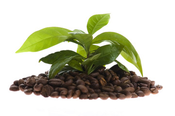 growing coffee